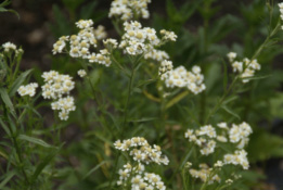 Achillea ptarmicaWilde bertram bestellen